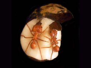 leaf cutter ant pair