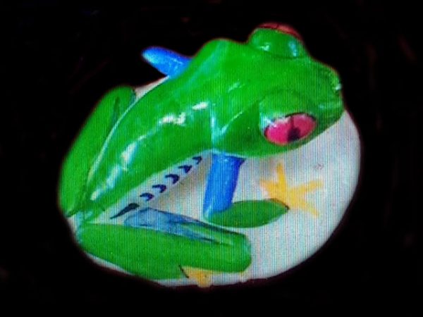 red-eyed green tree frog